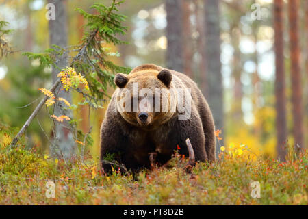 Front view portrait of a big brown bear in a forest looking at camera Stock Photo