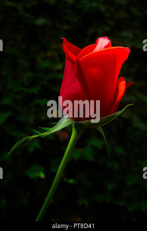 Super star rose - aimerangers2020.fr