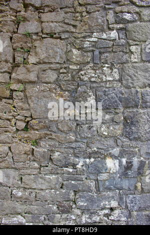 Old gray deteriorating medieval stone wall background with discoloration from lichens and moss Stock Photo