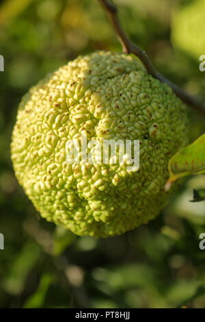 Hedge ball on an osage orange tree Stock Photo