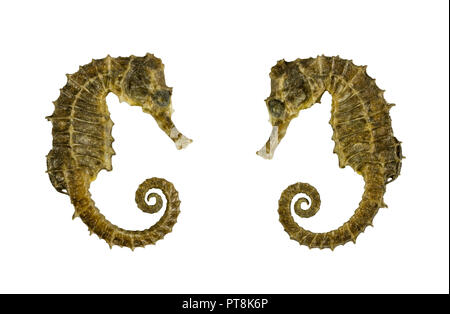 Two  skate isolated on white background close-up Stock Photo