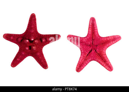 Red sea star isolated on white background Stock Photo