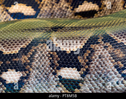Skin pattern of Reticulated python Python reticulatus Captive photograph Stock Photo