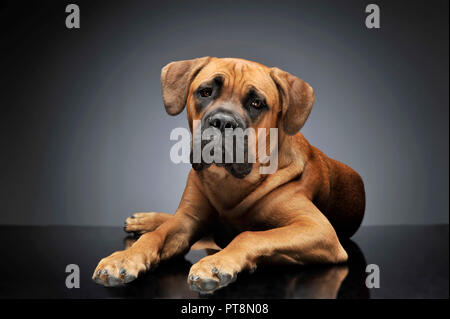 Puppy Cane Corso in gray background photo studio Stock Photo