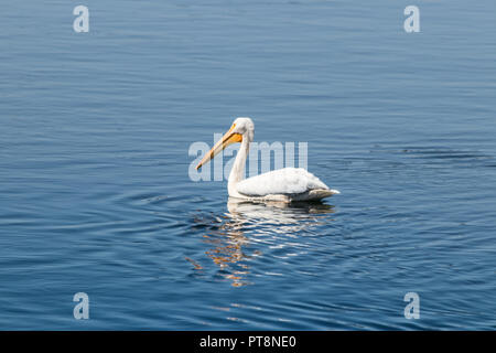 White Pelican on Water - Yellowstone National Park - Daylight, sunlight Stock Photo