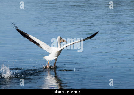 White Pelican landing in water - View from the back - Yellowstone National Park Stock Photo