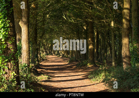 the pine walk in tehidy woods near redruth, cornwall, england, britain, uk. Stock Photo