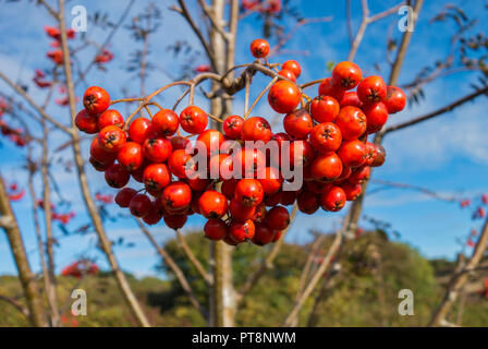 rowan berries on mountain ash, rowan tree, against blue sky. Stock Photo