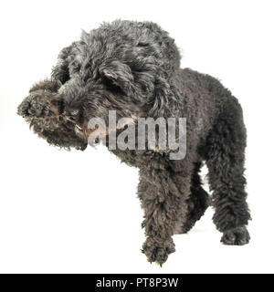 Puppy pumi feeling good in a white photo studio Stock Photo