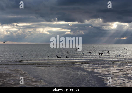 Seagull birds flying over water with sun rays streaming through clouds. Rossglass Beach, County Down, N.Ireland. Stock Photo