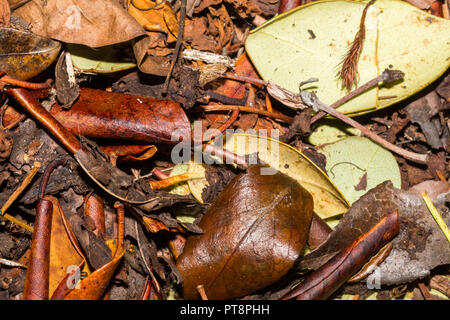 Fallen brown leaves decaying on the ground Stock Photo