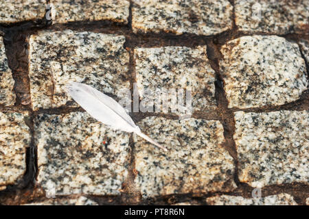 Above view of bird feather on wet stone pavement shot with copyspace Stock Photo