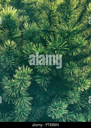 Christmas tree background Close up photo layout Lush green spruce branches pattern Template for posters, banners and wallpapers Stock Photo
