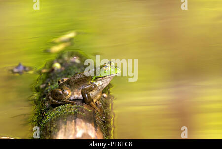 American bullfrog sitting on the tree log, Iowa, USA Stock Photo