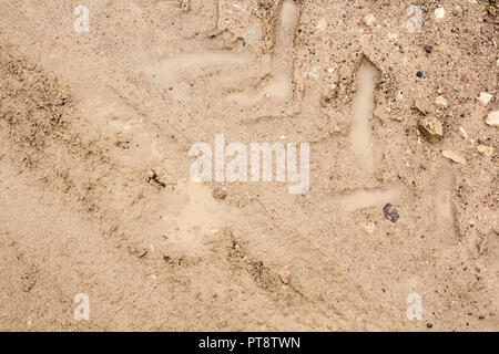 Tire tracks on a wet muddy road, abstract background Stock Photo