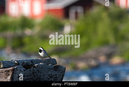White Wagtail, Pied Wagtails, Wagtails sits on some wooden plank. Stock Photo