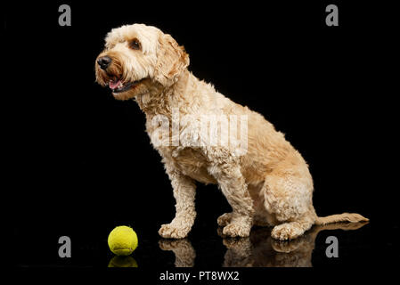 Studio shot of an adorable Bolognese dog sitting on black background. Stock Photo