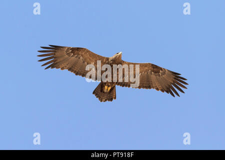 Steppe Eagle (Aquila nipalensis orientalis), bottom view of immature in flight Stock Photo