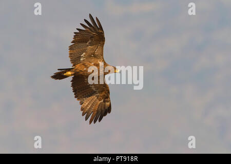 Steppe Eagle (Aquila nipalensis orientalis), bottom view of immature in flight Stock Photo