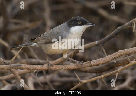 Eastern Orphean Warbler (Sylvia crassirostris), adult perched in a bush in Oman Stock Photo