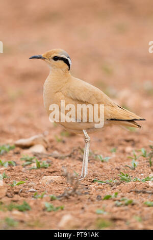 Cream-colored Courser (Cursorius cursor), side view of an adult standing on the ground in its typical habitat in Morocco Stock Photo