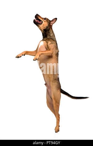 An adorable mixed breed dog standing on two legs, studio shot, isolated on white. Stock Photo