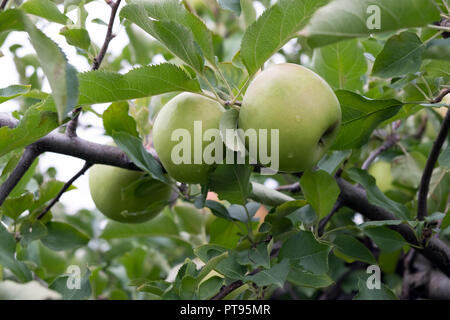 Green apples on a branch ready to be harvested Stock Photo