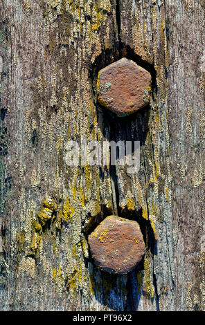 Backgrounds and textures: two rusty screws in old weathered wooden plank Stock Photo