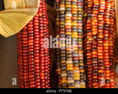 Three ears of colorful field corn on a wooden table Stock Photo