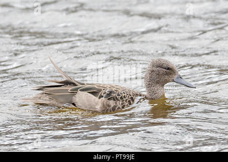 Andean Teal (Anas andium) Cotopaxi volcano National Park Stock Photo
