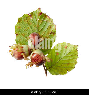 Freshly picked hazelnuts with husks and leaf on white background. close up. Stock Photo