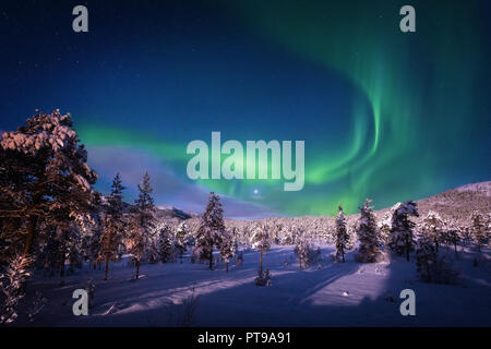 Dancing Aurora on the sky above woodland area in Heia, Grong area, Norway. Stock Photo