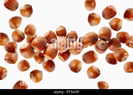 Scattered group of hazelnuts on white background. Fresh hazelnuts in their shells. Stock Photo