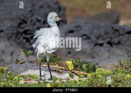 Cattle egret,Bubulcus ibis, fluffing feathers La Loberia, San Cristobal island, Galapagos Islands, Ecuador Stock Photo