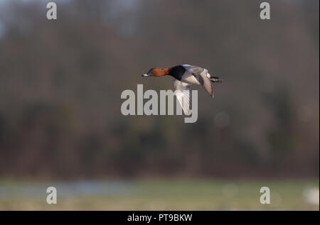 Wild UK common pochard drake (Aythya ferina) isolated in midair flight over water. Male pochard duck flying left in winter sun, UK wetlands reserve. Stock Photo