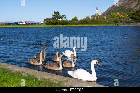 Llanfairfechan boating lake, parent Swans with babies, with The Towers in the background. Image taken in September 2018. Stock Photo