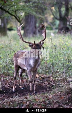 Stag Deer in Phoenix Park Dublin Ireland Stock Photo