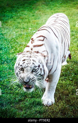 Full body of an angry white tiger roaring on the green grass. Stock Photo