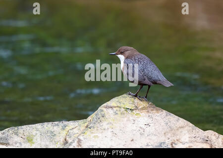 Detailed side view close up of isolated wild UK dipper bird (Cinclus cinclus) perched outdoors in natural UK habitat on rocks by fast-flowing water. Stock Photo