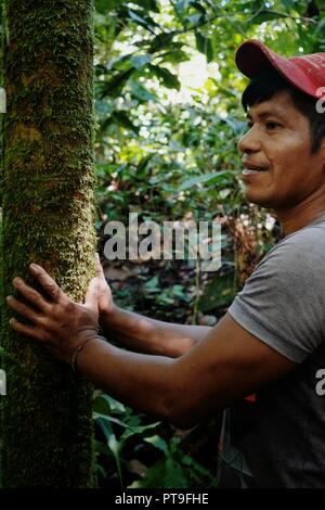 Macedonia, Amazonia / Colombia - MAR 15 2016: local ticuna tribal member looking for a log to fall in the middle of the rainforest Stock Photo
