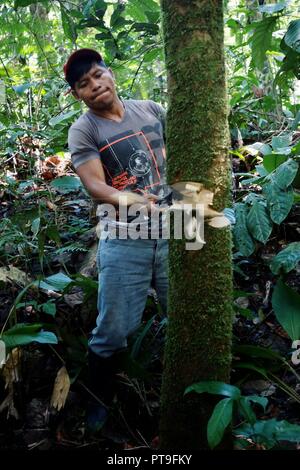 Macedonia, Amazonia / Colombia - MAR 15 2016: local ticuna tribal member chopping a log to fall in the middle of the rainforest Stock Photo
