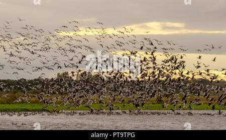 Tarleton, Lancashire. Uk Weather 08/10/2018. Up to 12,000 pink-footed migratory geese newly arrived from Iceland have taken up residence in the wetlands of Lancashire.  The geese, which will eventually number near the 100,000 mark, arrive as food becomes scare in Iceland and they can fatten up on the farmland potato crops of West Lancashire before travelling further south in about a month’s time.  Credit; MediaWorldImages/AlamyLiveNews. Stock Photo