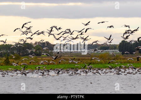 Tarleton, Lancashire. Uk Weather 08/10/2018. Up to 12,000 pink-footed migratory geese newly arrived from Iceland have taken up residence in the wetlands of Lancashire.  The geese, which will eventually number near the 100,000 mark, arrive as food becomes scare in Iceland and they can fatten up on the farmland potato crops of West Lancashire before travelling further south in about a month’s time.  Credit; MediaWorldImages/AlamyLiveNews. Stock Photo