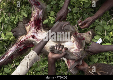 May 1, 2017 - Lake Eyasi, Ngorongoro district, Tanzania - MANU (14), OSAMA (15) and two of the elders - are butchering a shot baboon and share the meat with the rest of the village. The Hadza are one of the last remaining societies, which remain in the world, that survive purely from hunting and gathering. Very little has changed in the way the Hadza live their lives. But it has become increasingly harder for them to pursue the Hadza way of life. Either the Hadza will find a way to secure their land-rights to have access to unpolluted water springs and wild animals, or the Hadzabe lifestyle wi Stock Photo