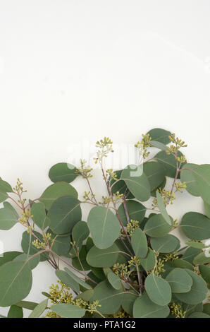 Green leaves eucalyptus populus on white background. flat lay, top view Stock Photo