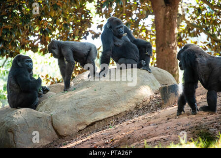 Western lowland gorillas at Zoo Atlanta near downtown Atlanta, Georgia. (USA) Stock Photo