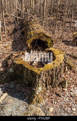 Hollow tree trunk Stock Photo