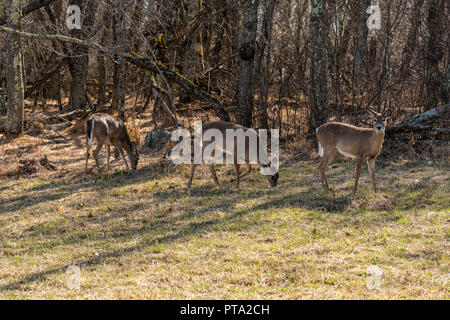 Three young whitetail deers Stock Photo