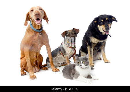 Studio shot of an adorable Hungarian Vizsla, two mixed breed dog and a cat sitting on white background. Stock Photo