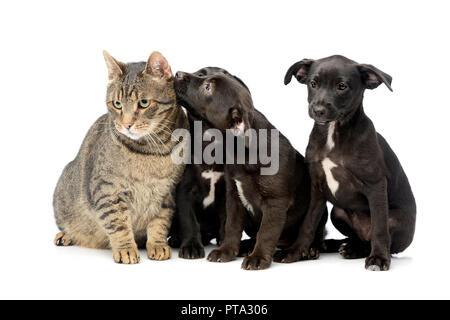 Studio shot of three cute Mixed breed dog puppy and a cat, isolated on white. Stock Photo